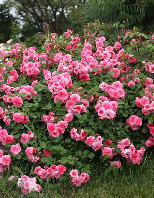 Роза фарниенте Ле Катр Сезон